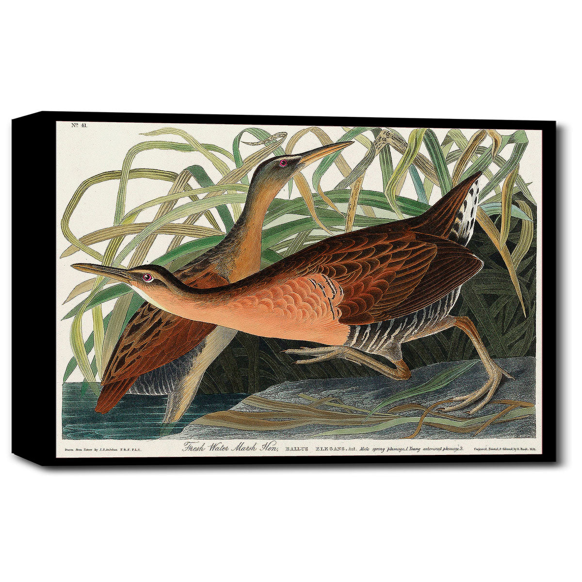 A mounted print of a bird, presumably the Fresh Water Marsh Hen, with a colorful background, framed in a black frame.