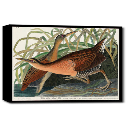 A mounted print of a bird, presumably the Fresh Water Marsh Hen, with a colorful background, framed in a black frame.
