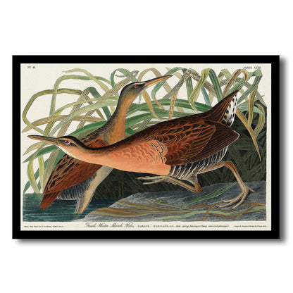 Fresh Water Marsh Hen by John J. Audubon