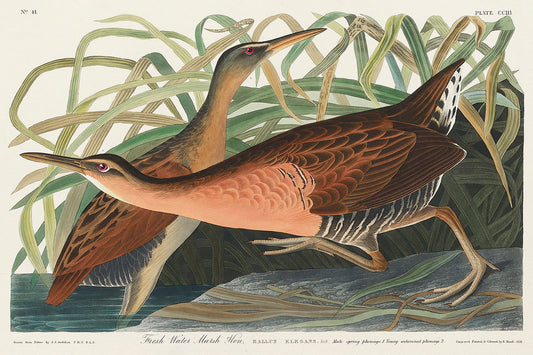 Fresh Water Marsh Hen by John James Audubon