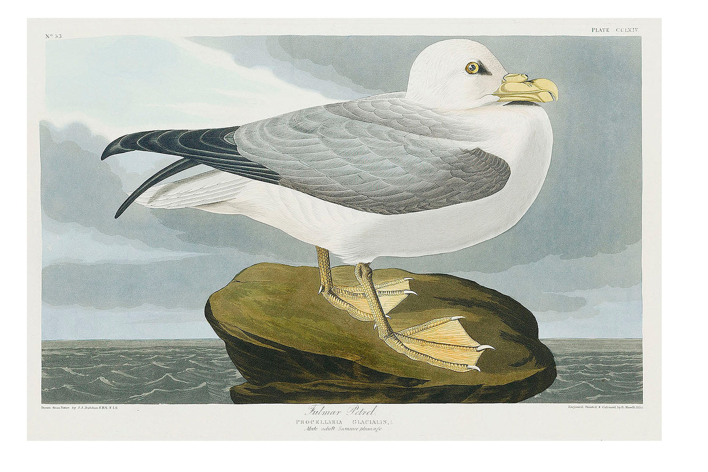 Fulmar Petrel from Birds of America (1827) by John James Audubon