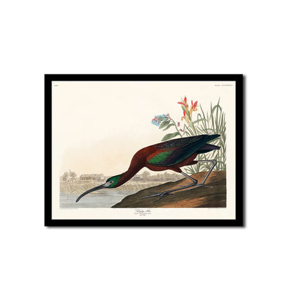Hooded Merganse by John J. Audubon