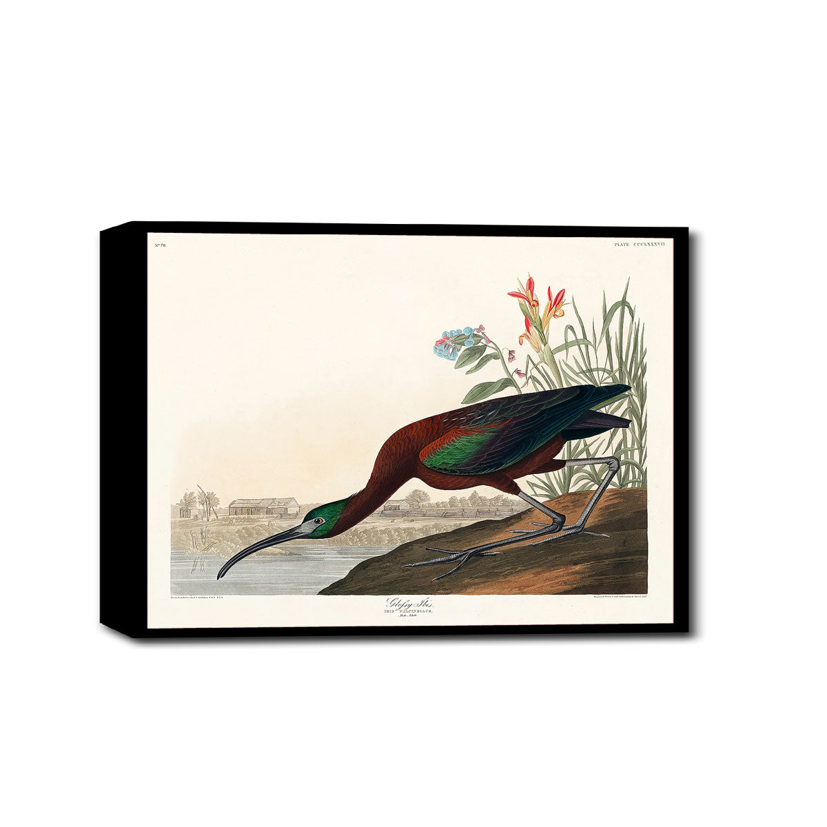 Glossy Ibis by John J. Audubon