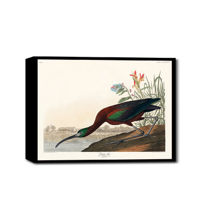 Glossy Ibis by John J. Audubon