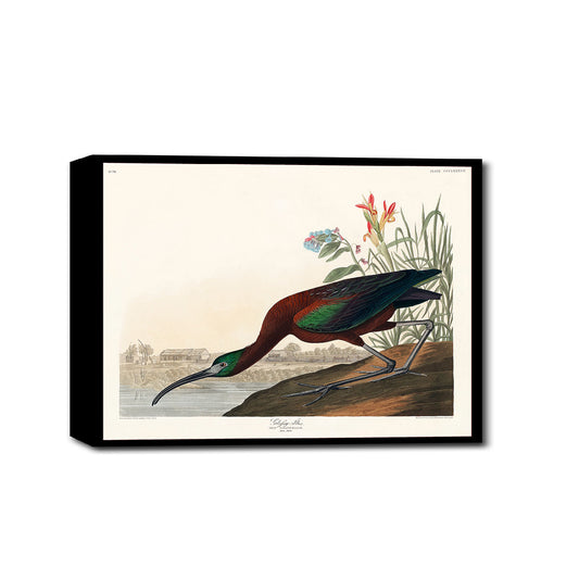 Glossy Ibis by John J. Audubon