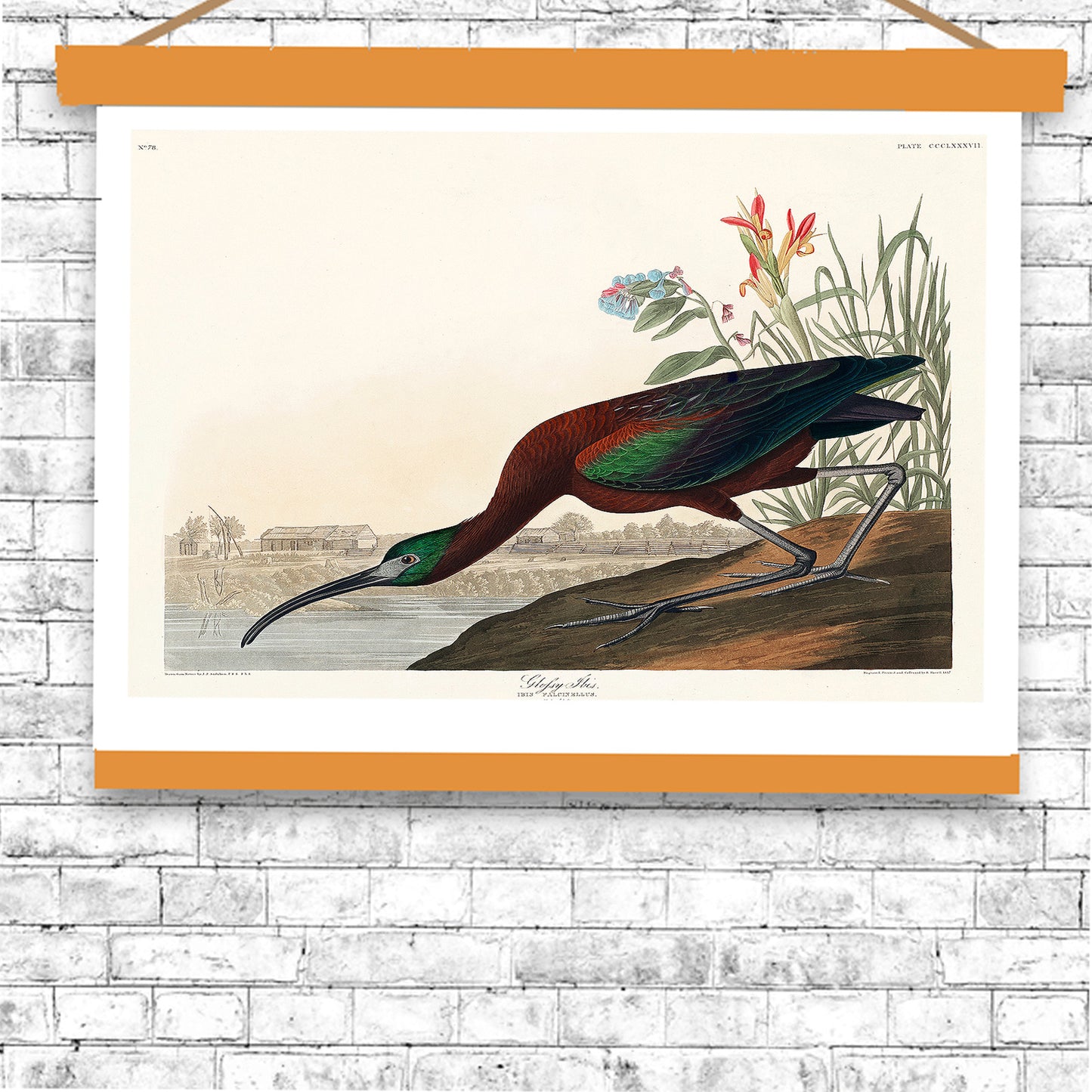 Glossy Ibis by John J. Audubon