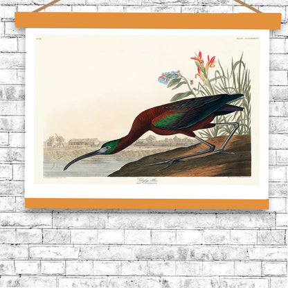 Glossy Ibis by John J. Audubon