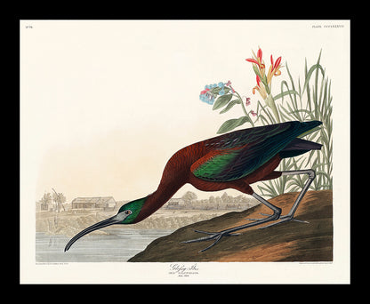 Glossy Ibis by John J. Audubon