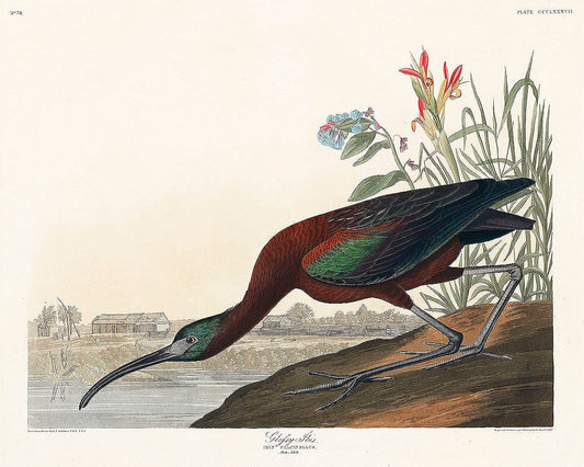 Glossy Ibis from Birds of America (1827) by John James Audubon