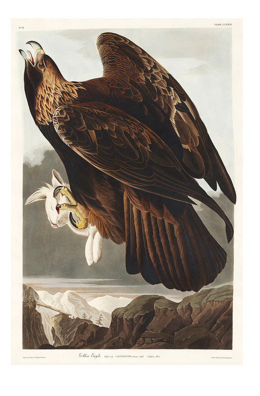 Golden Eagle from Birds of America (1827) by John James Audubon