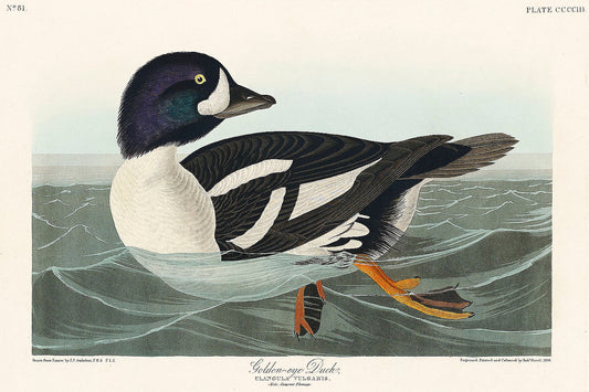 Golden-eye Duck from Birds of America (1827) by John James Audubon