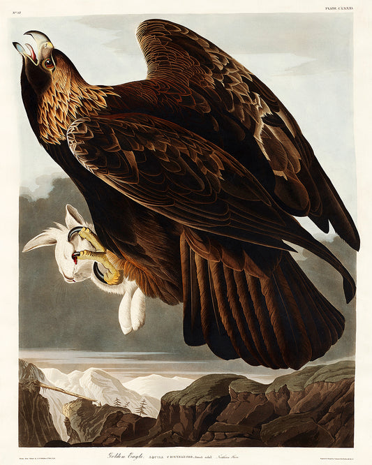 A framed print of a golden eagle by John J. Audubon, depicting the bird in a landscape setting.