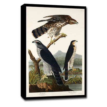 Goshawk and Stanley Hawk by John J. Audubon