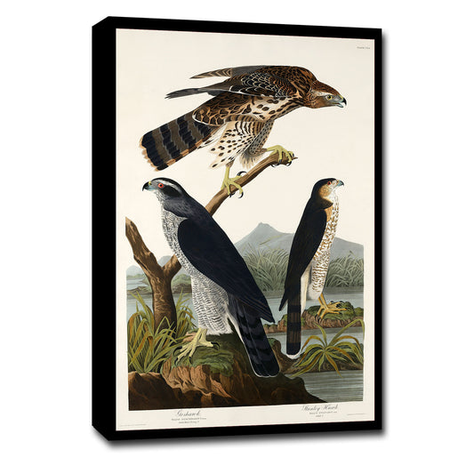 Goshawk and Stanley Hawk by John J. Audubon