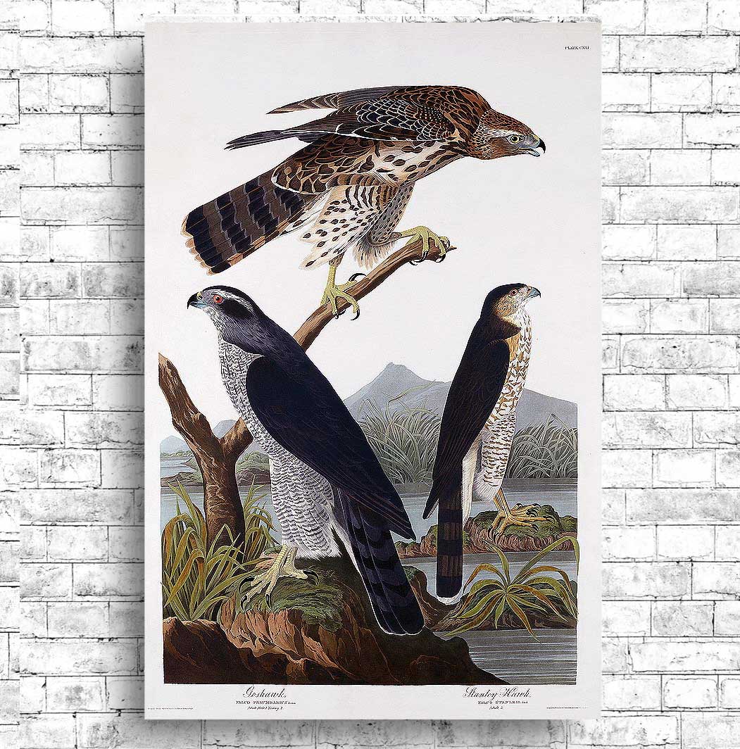 Goshawk and Stanley Hawk by John J. Audubon