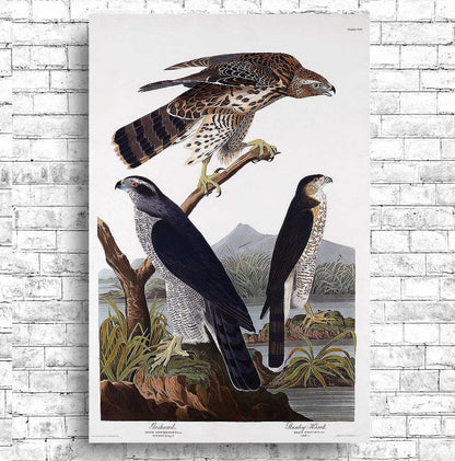 Goshawk and Stanley Hawk by John J. Audubon