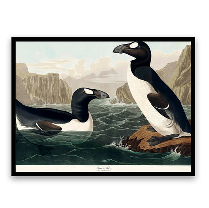 Great Auk by John J. Audubon  | Choose Style | Size & Trim Color