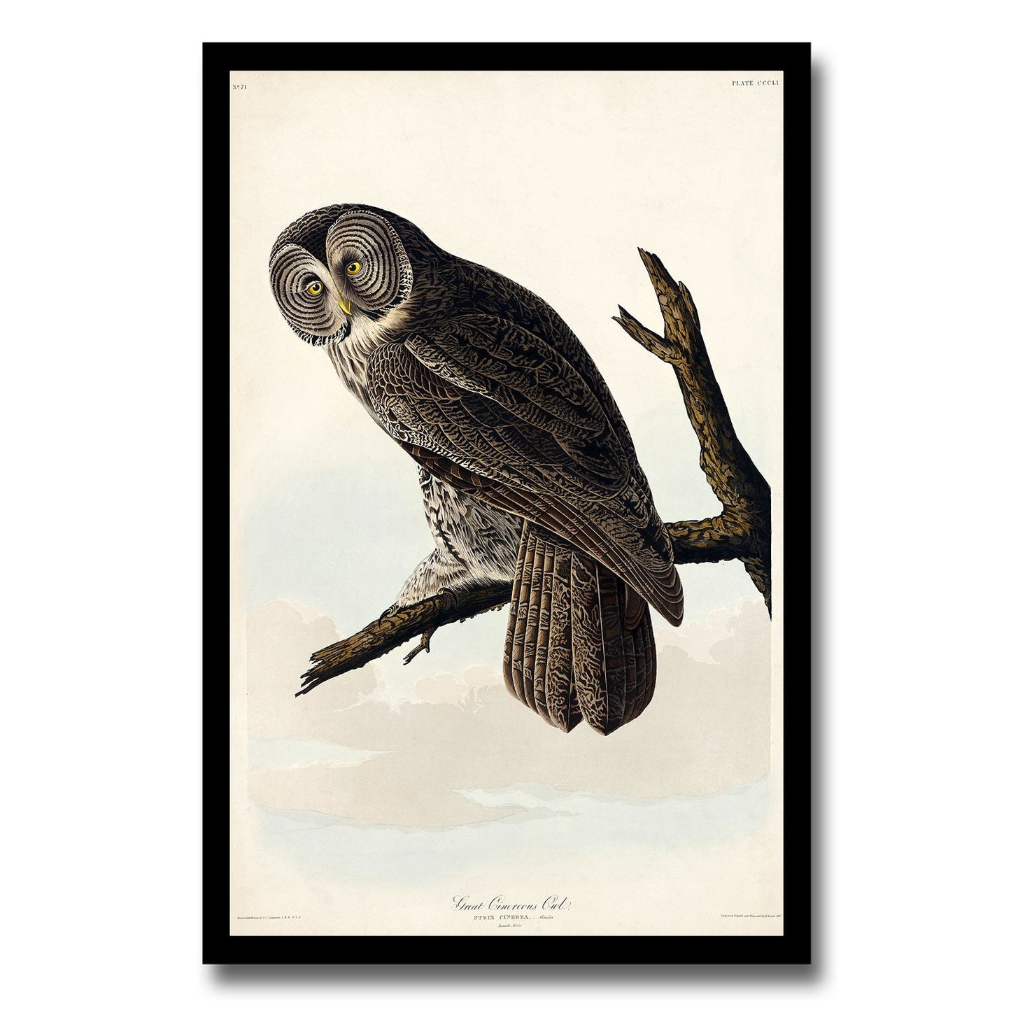 Goshawk and Stanley Hawk by John J. Audubon