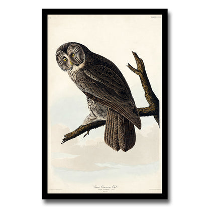 Goshawk and Stanley Hawk by John J. Audubon