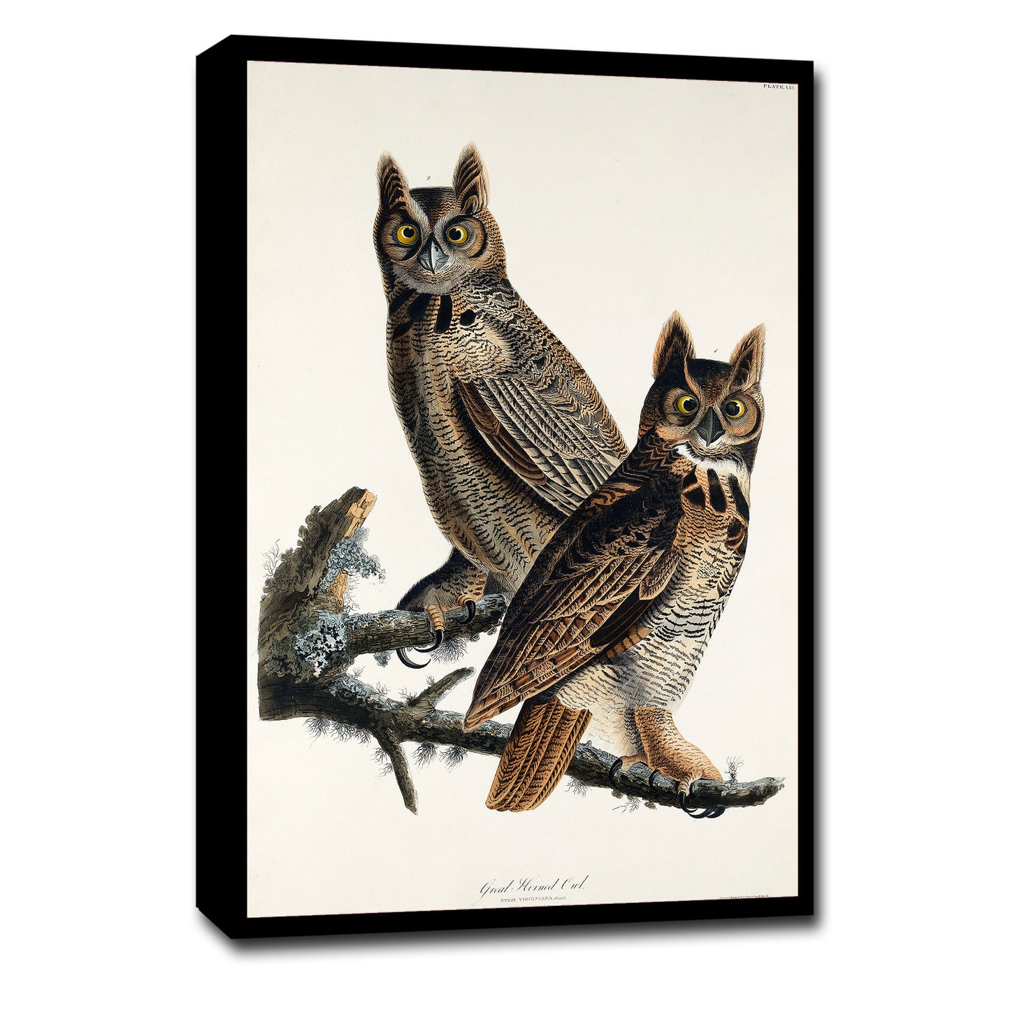 A framed print of two great horned owls perched on a branch, after John J. Audubon.