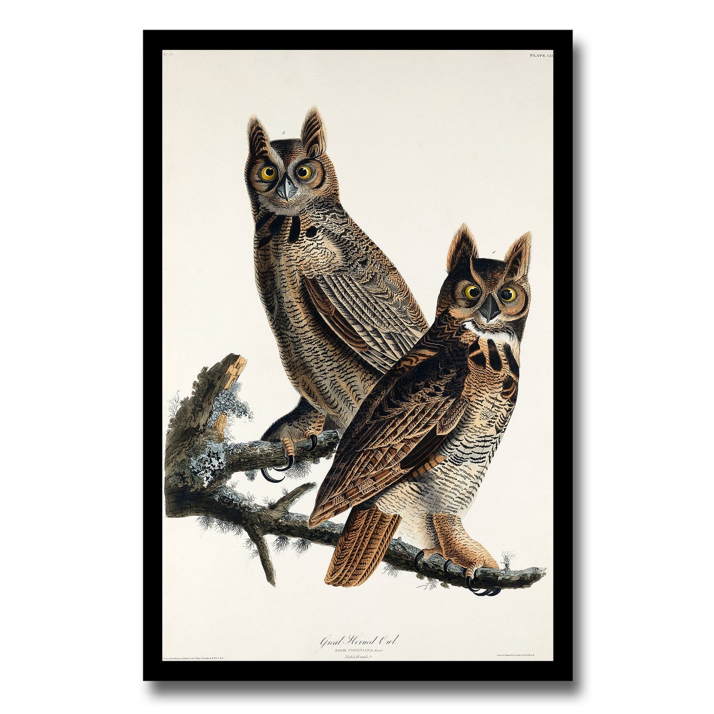 Great Horned Owl by John J. Audubon