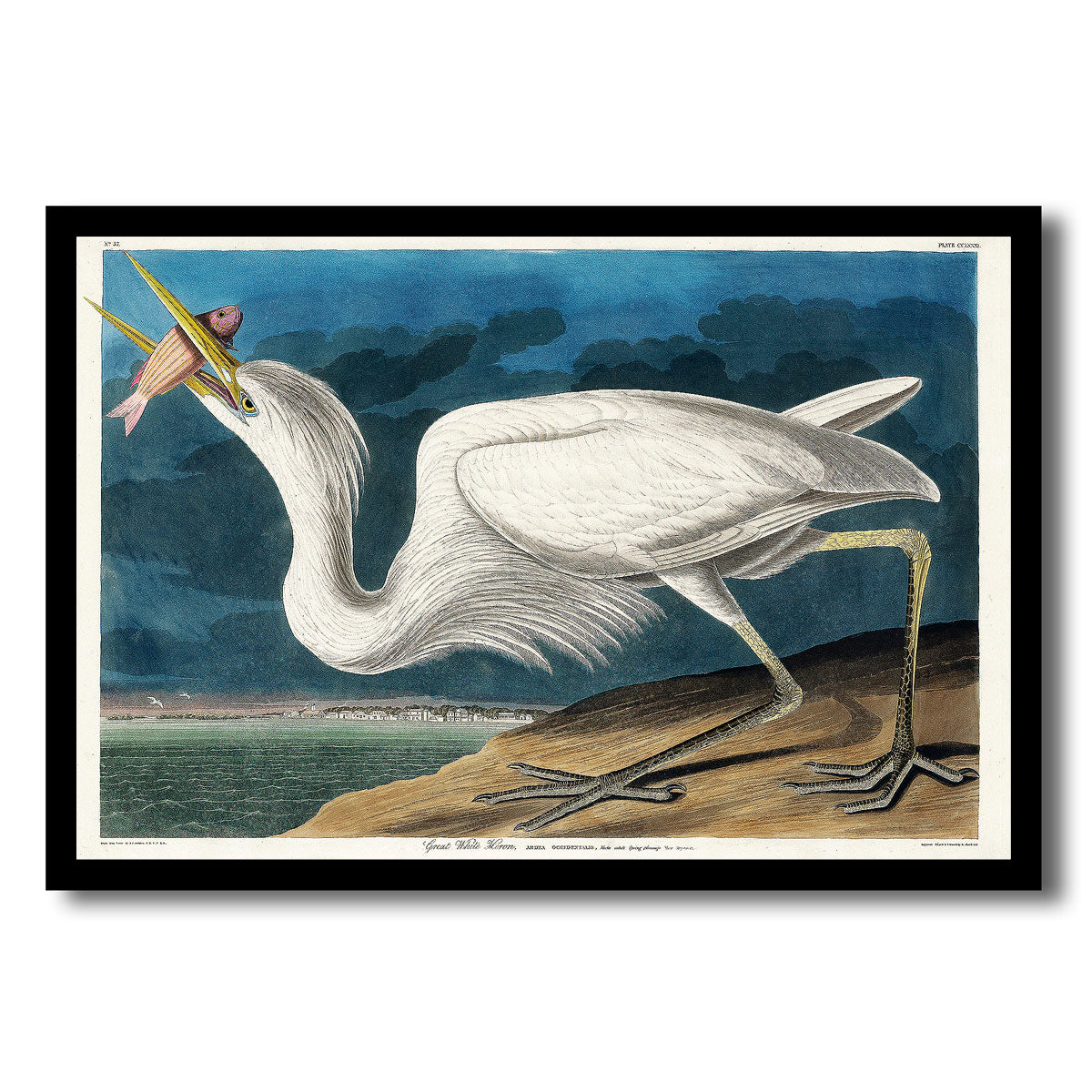Great White Heron by John J. Audubon