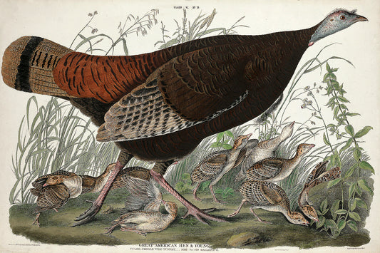 A printed art piece featuring a detailed illustration of a hen and chicks, with a black border around the image.