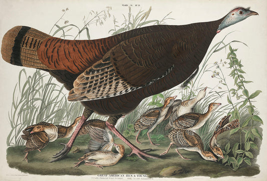 Great American Hen and Young from Birds of America (1827) by John James Audubon