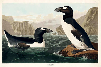 Great Auk by John J. Audubon  | Choose Style | Size & Trim Color