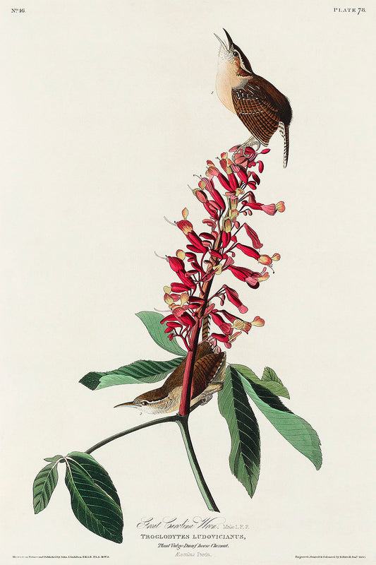 Great Carolina Wren from Birds of America (1827) by John James Audubon