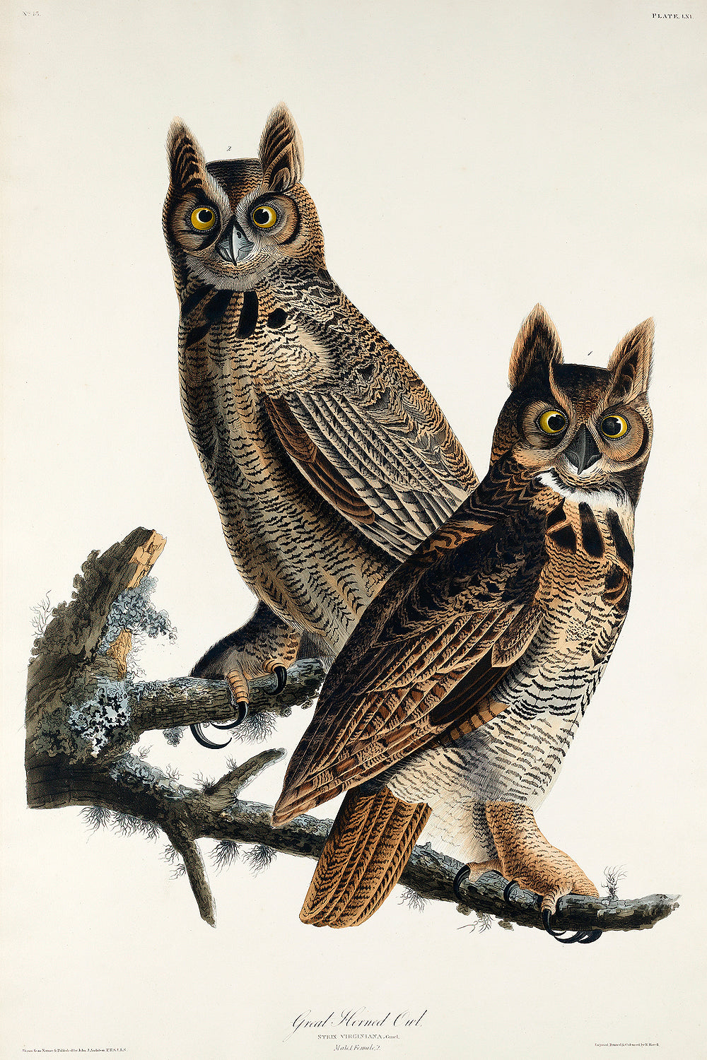 A framed print of two great horned owls perched on a branch, after John J. Audubon.