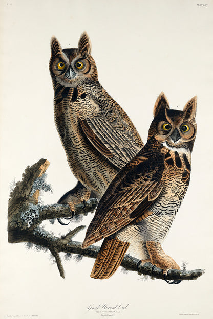 A framed print of two great horned owls perched on a branch, after John J. Audubon.