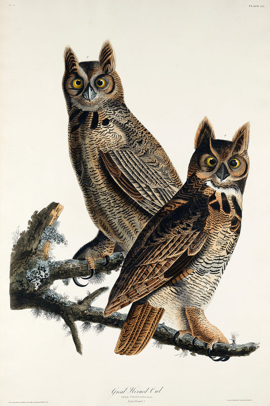 A framed print of two great horned owls perched on a branch, after John J. Audubon.