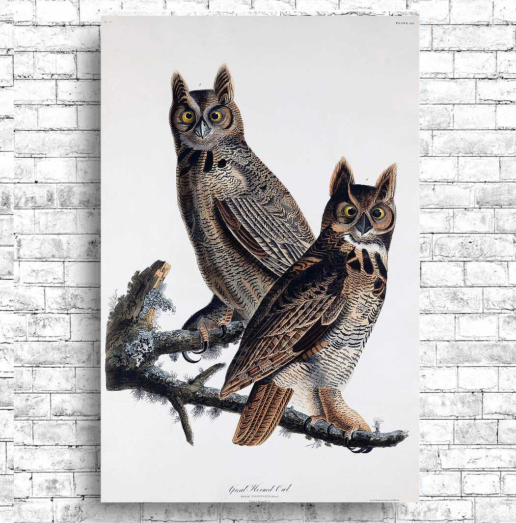 Great Horned Owl by John J. Audubon