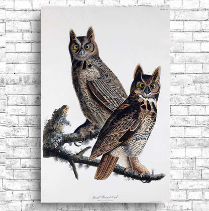 Great Horned Owl by John J. Audubon