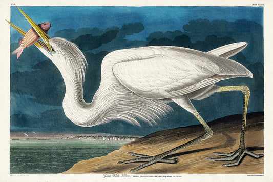 A framed print of a Great White Heron by John J. Audubon, depicting a bird in a natural setting with a body of water and sky in the background.