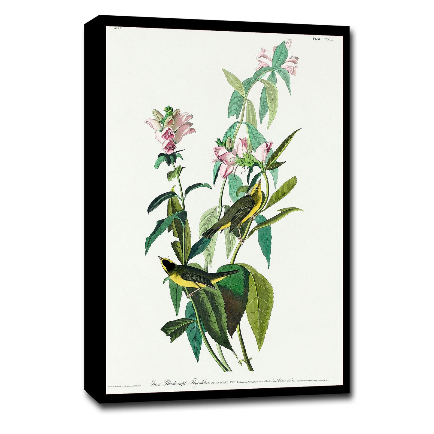 Green Black-Capt Flycatcher by John J. Audubon