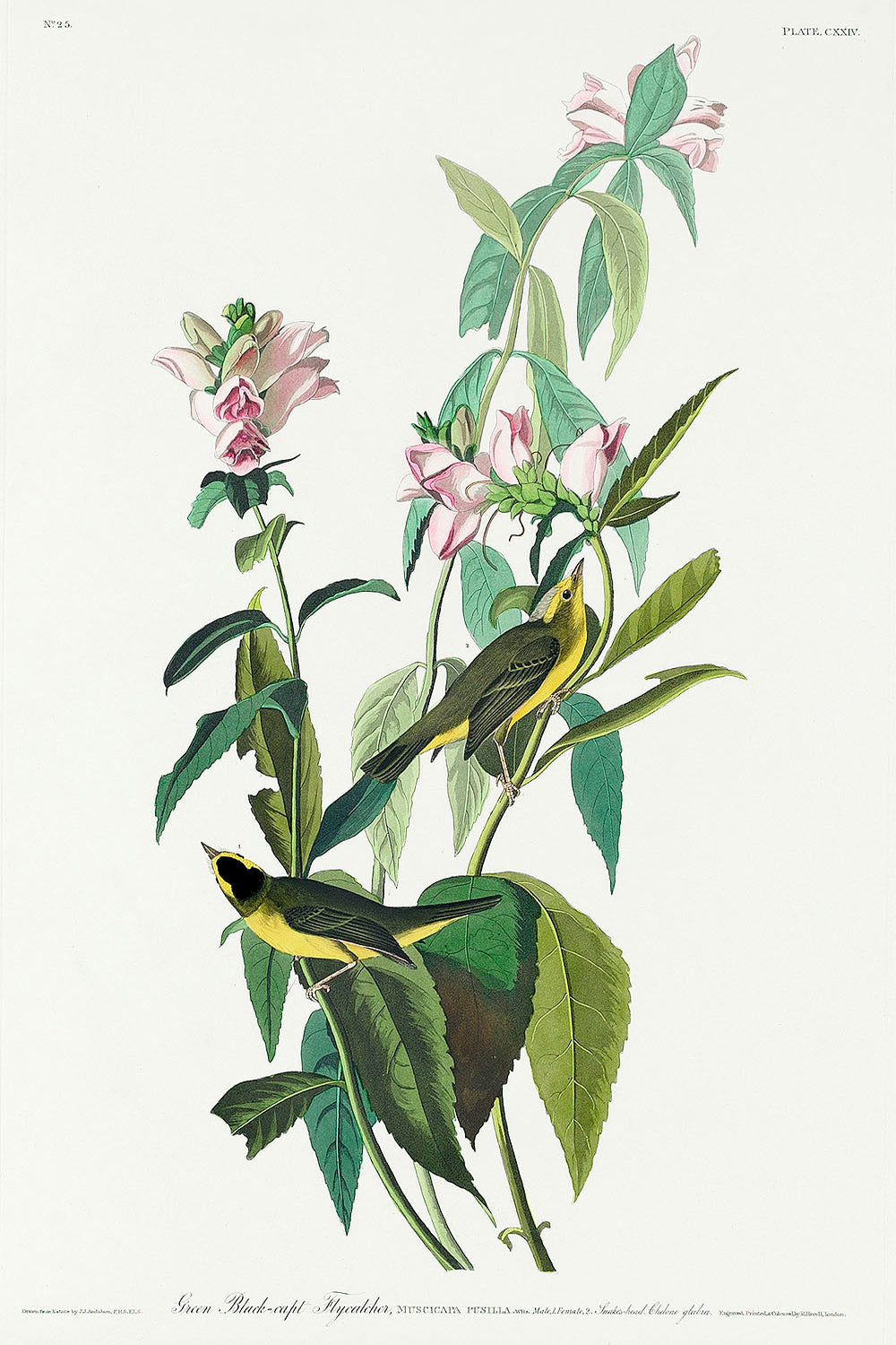 Green Black-Capt Flycatcher from Birds of America (1827) by John James Audubon