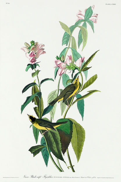 Green Black-Capt Flycatcher by John J. Audubon