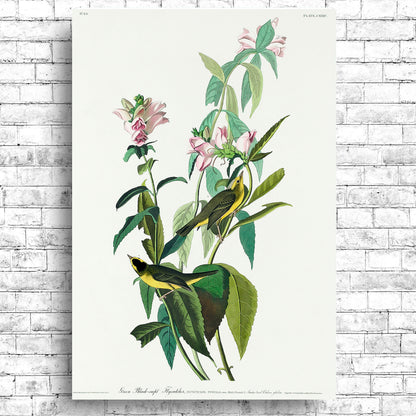 Green Black-Capt Flycatcher by John J. Audubon