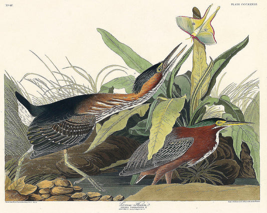 Green Heron from Birds of America (1827) by John James Audubon