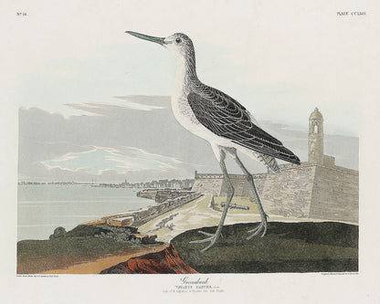 A printed artwork of a bird, the Greenshank, from the 'Birds of America' series by John James Audubon, with a background depicting a coastal scene.