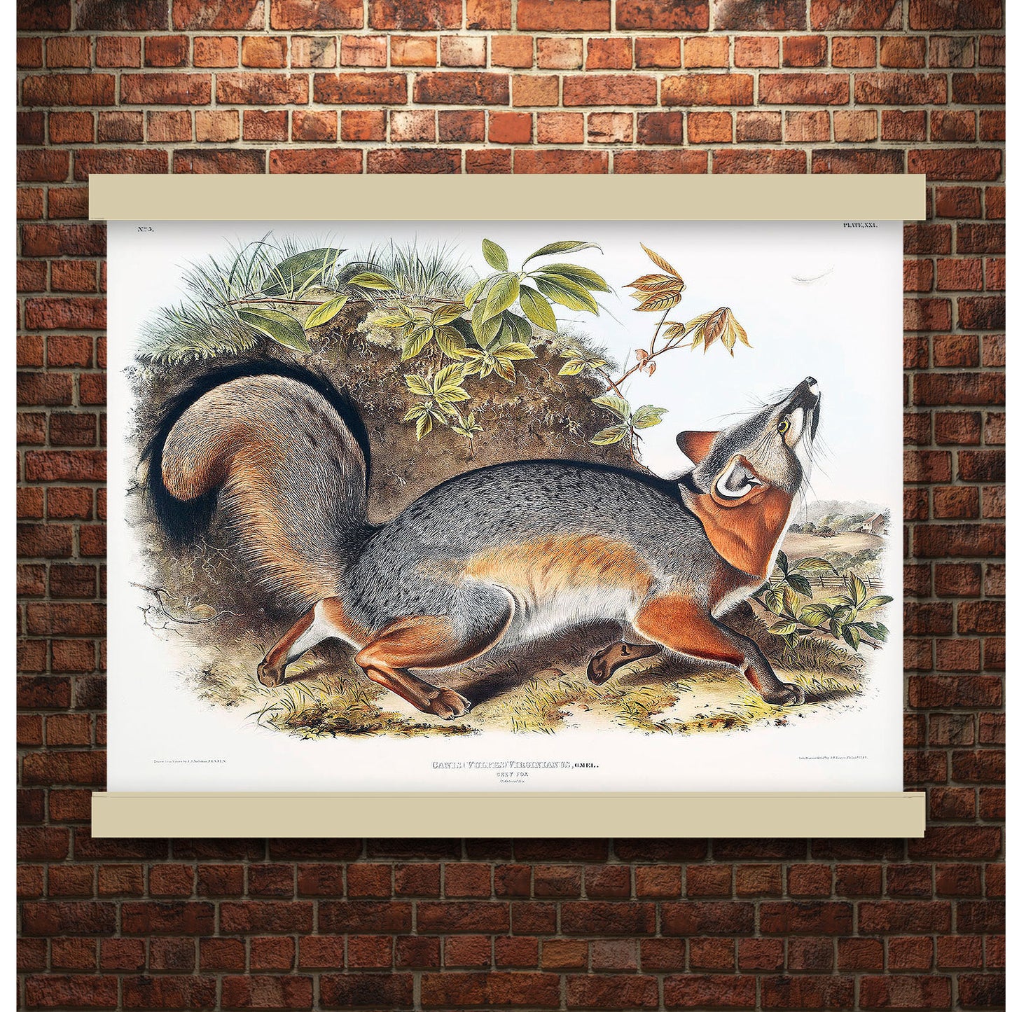 Grey Fox (Canis Virginianus) by John James Audubon | Hanging Canvas Art | Choice of Board Colors