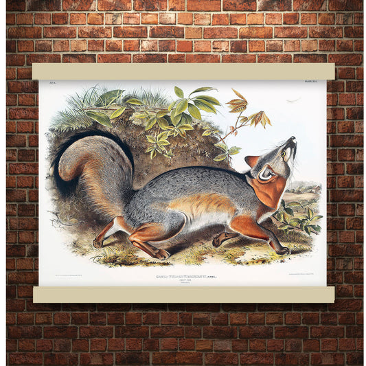 Grey Fox (Canis Virginianus) by John James Audubon | Hanging Canvas Art | Choice of Board Colors