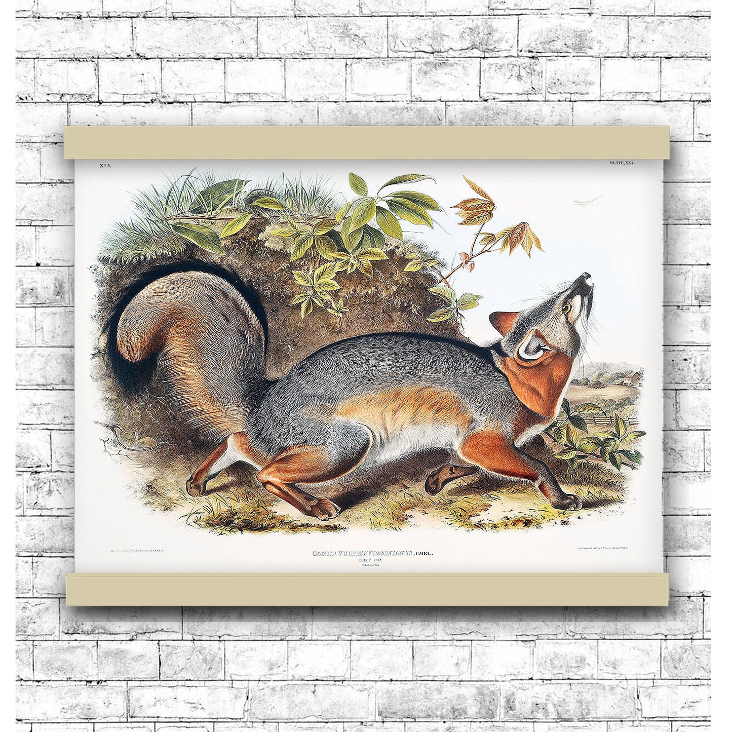 Grey Fox (Canis Virginianus) by John James Audubon | Hanging Canvas Art | Choice of Board Colors