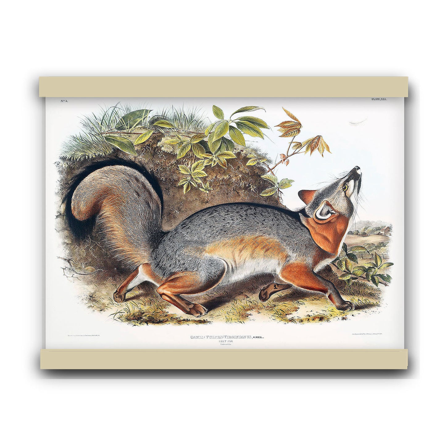 Grey Fox (Canis Virginianus) by John James Audubon | Hanging Canvas Art | Choice of Board Colors