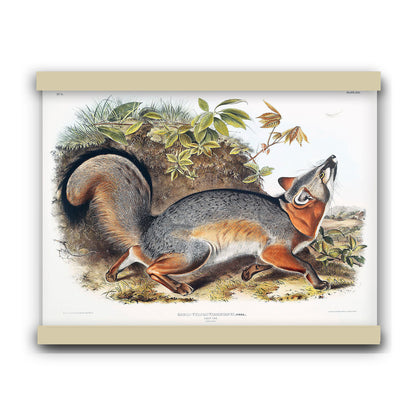 Grey Fox (Canis Virginianus) by John James Audubon | Hanging Canvas Art | Choice of Board Colors