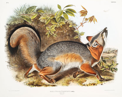 A color illustration of a grey fox by John James Audubon, depicting the animal in a naturalistic setting with detailed fur texture and vibrant colors.