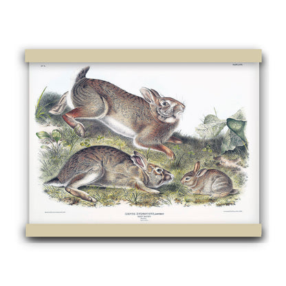 Grey Rabbit (Lepus Sylvaticus) by John James Audubon | Hanging Canvas Art | Choice of Board Colors