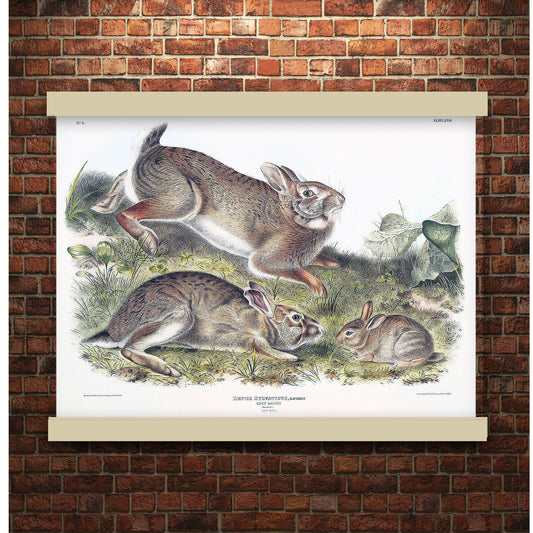 Grey Rabbit (Lepus Sylvaticus) by John James Audubon | Hanging Canvas Art | Choice of Board Colors